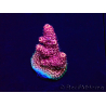 WYSIWYG Acropora 15R2 Mariculture acclimaté led