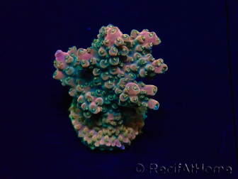 WYSIWYG Acropora Mariculture acclimated LED
