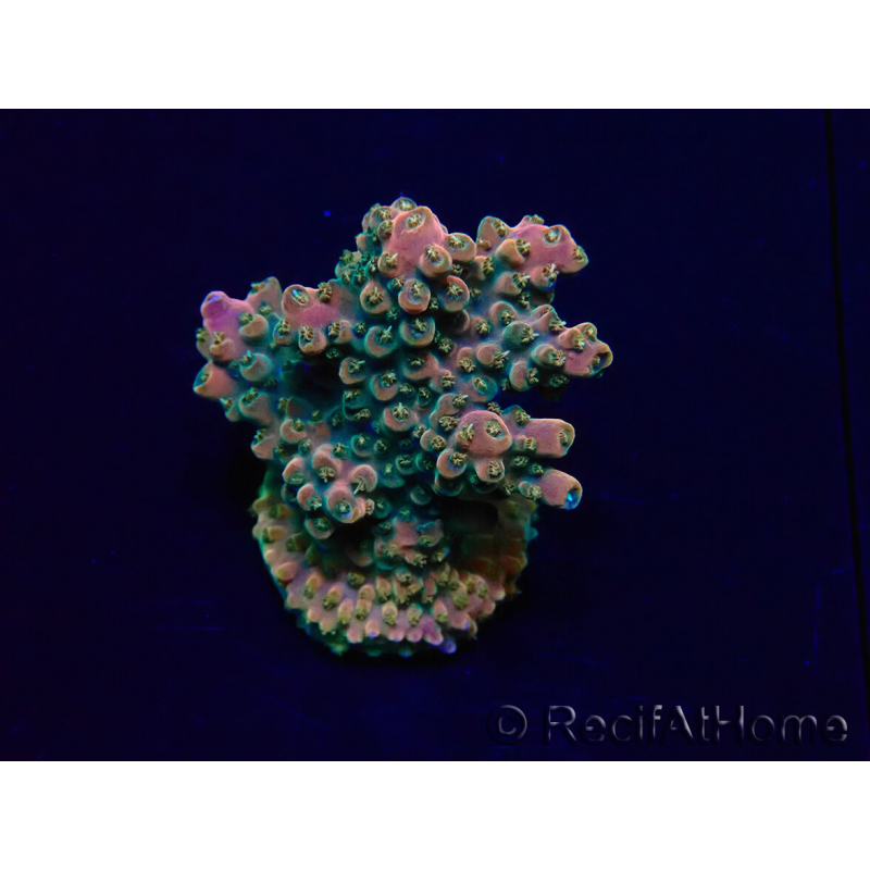 WYSIWYG Acropora 15R6 Mariculture acclimaté led