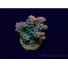 WYSIWYG Acropora 15R6 Mariculture acclimaté led