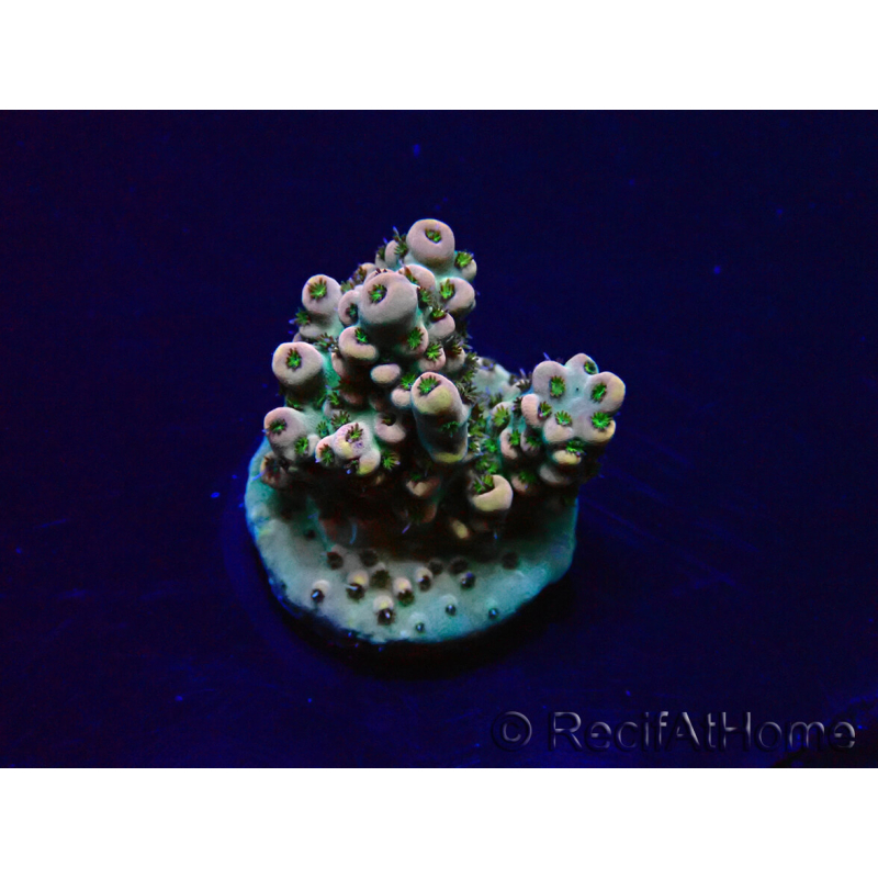 WYSIWYG Acropora Maricultuur geacclimatiseerd LED