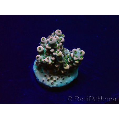 WYSIWYG Acropora Maricoltura acclimatata a LED