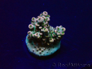 WYSIWYG Acropora 15S11 Mariculture acclimaté led