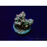WYSIWYG Acropora Maricultura aclimatada LED