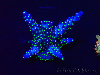 WYSIWYG Acropora Maricultuur geacclimatiseerd LED