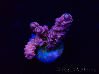 WYSIWYG Acropora Mariculture acclimated LED
