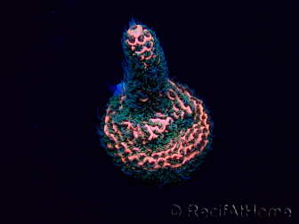 WYSIWYG Acropora 15T6 Mariculture acclimaté led