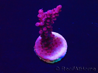 WYSIWYG Acropora Maricoltura acclimatata a LED