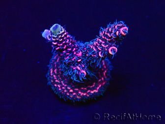 WYSIWYG Acropora Maricultuur geacclimatiseerd LED