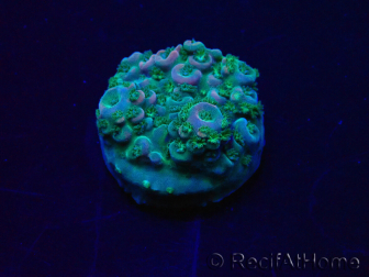 WYSIWYG Acropora Maricoltura acclimatata a LED
