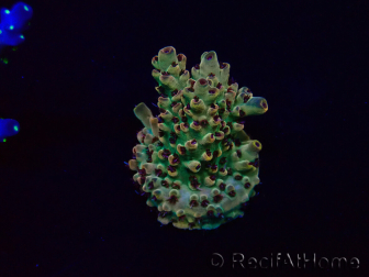 WYSIWYG Acropora Maricoltura acclimatata a LED