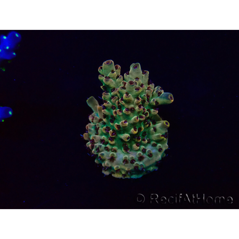 WYSIWYG Acropora Maricultura aclimatada LED