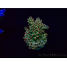 WYSIWYG Acropora Maricultura aclimatada LED