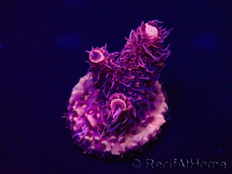 WYSIWYG Acropora Marikultur akklimatisiert LED