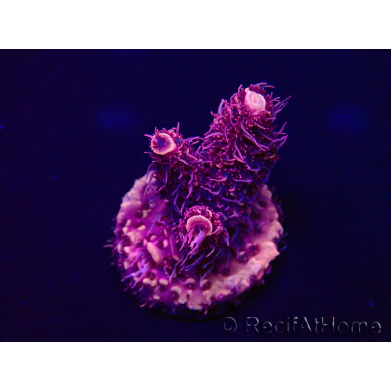 WYSIWYG Acropora Maricultura aclimatada LED