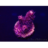 WYSIWYG Acropora Maricultura aclimatada LED