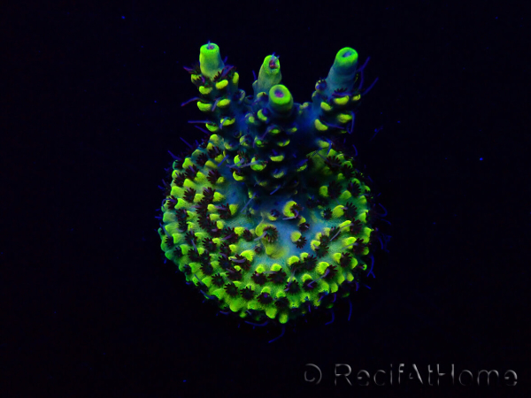 WYSIWYG Acropora Maricoltura acclimatata a LED