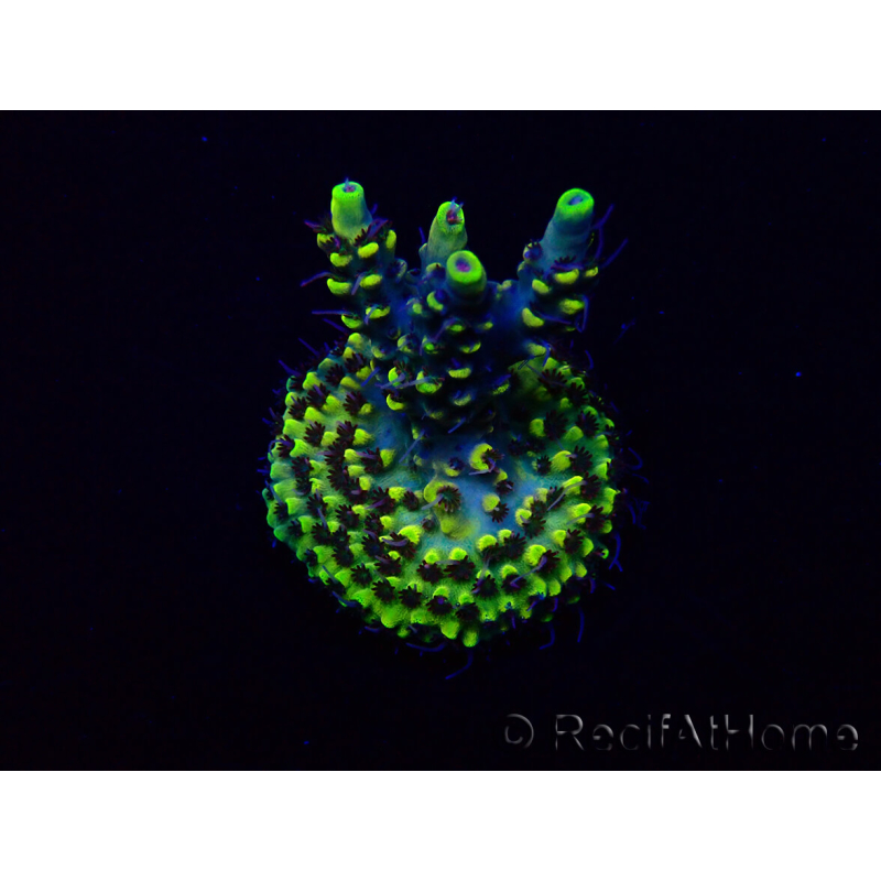 WYSIWYG Acropora Maricultura aclimatada LED