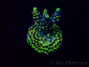 WYSIWYG Acropora Maricultuur geacclimatiseerd LED