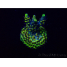 WYSIWYG Acropora Maricultura aclimatada LED