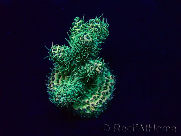 WYSIWYG Acropora Maricultuur geacclimatiseerd LED