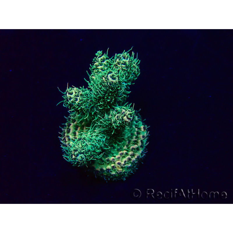 WYSIWYG Acropora Marikultur akklimatisiert LED