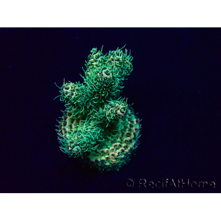 WYSIWYG Acropora Maricoltura acclimatata a LED