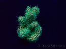 WYSIWYG Acropora Maricultuur geacclimatiseerd LED