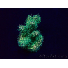WYSIWYG Acropora Maricoltura acclimatata a LED
