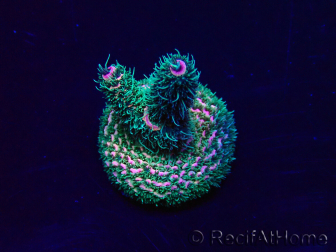 WYSIWYG Acropora 15W2 Mariculture acclimaté led