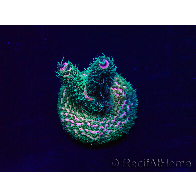 WYSIWYG Acropora Marikultur akklimatisiert LED
