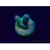 WYSIWYG Acropora Maricultura aclimatada LED
