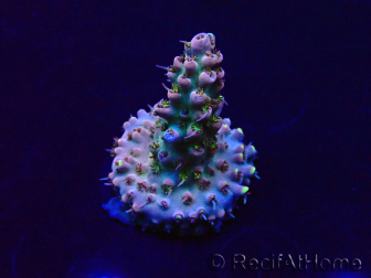 WYSIWYG Acropora Maricultura aclimatada LED