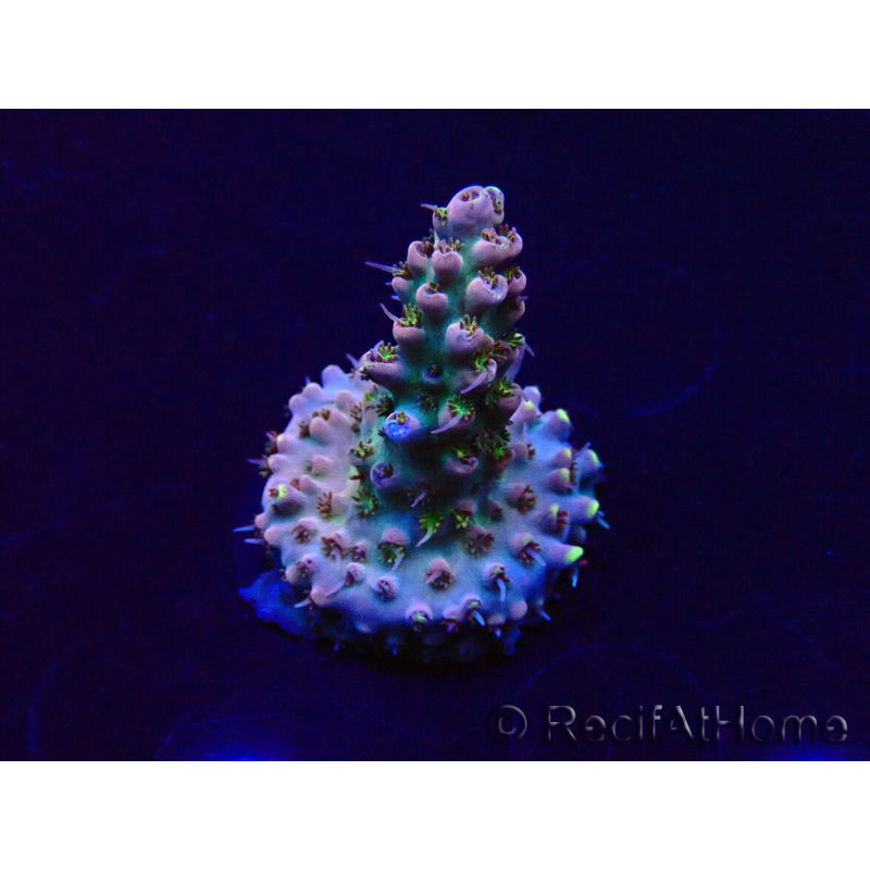 WYSIWYG Acropora 15W11 Mariculture acclimaté led