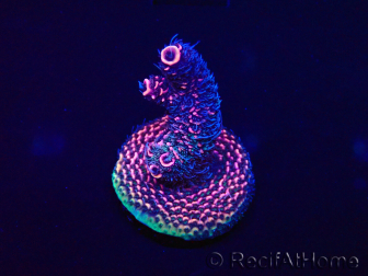 WYSIWYG Acropora Marikultur akklimatisiert LED