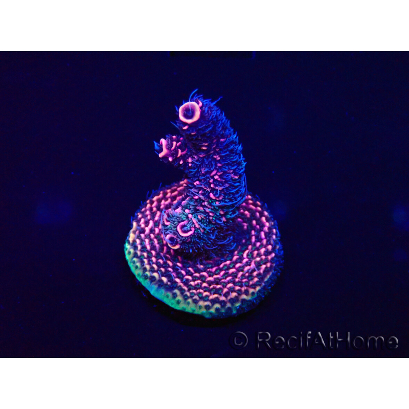 WYSIWYG Acropora Marikultur akklimatisiert LED