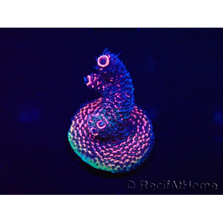 WYSIWYG Acropora Maricoltura acclimatata a LED