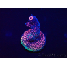 WYSIWYG Acropora 15W12 Mariculture acclimaté led