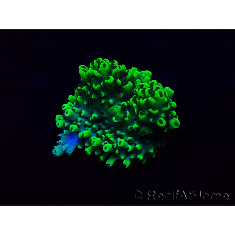 WYSIWYG Acropora 15X3 Mariculture acclimaté led