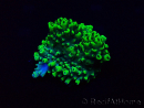 WYSIWYG Acropora Mariculture acclimated LED