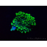 WYSIWYG Acropora Marikultur akklimatisiert LED
