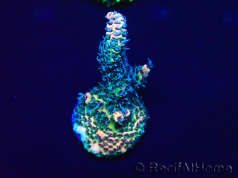 WYSIWYG Acropora Marikultur akklimatisiert LED