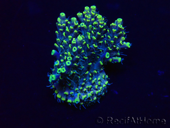 WYSIWYG Acropora Maricoltura acclimatata a LED