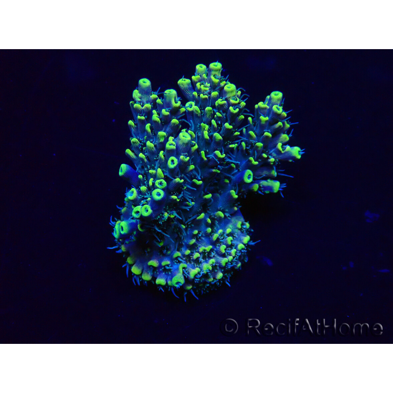 WYSIWYG Acropora 15X5 Mariculture acclimaté led