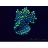 WYSIWYG Acropora 15X5 Mariculture acclimaté led