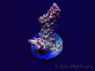 WYSIWYG Acropora 15X8 Mariculture acclimaté led