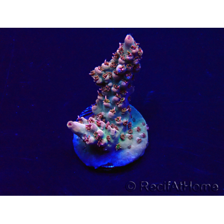 WYSIWYG Acropora Marikultur akklimatisiert LED
