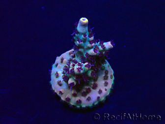 WYSIWYG Acropora Maricultuur geacclimatiseerd LED
