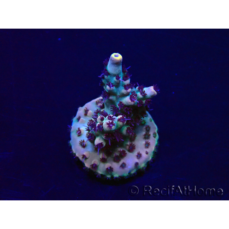 WYSIWYG Acropora 15X9 Mariculture acclimaté led