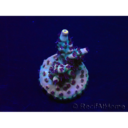 WYSIWYG Acropora Maricoltura acclimatata a LED